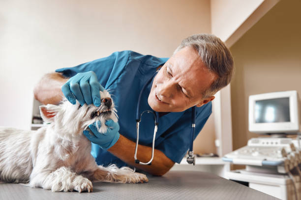 Best 24-Hour Emergency Dentist in Byrdstown, TN